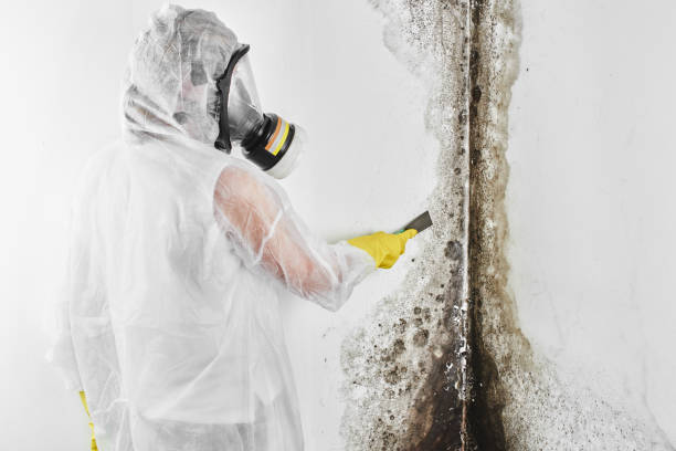 Best Crawl Space Mold Removal  in Stewartville, AL