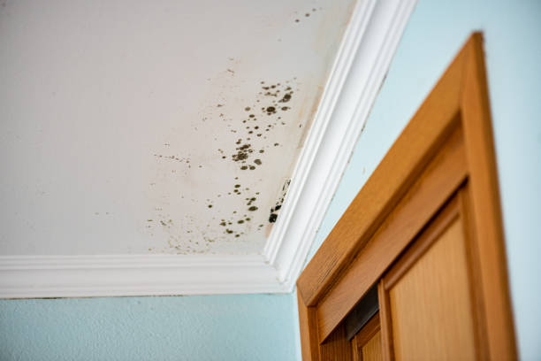 Water Damage Restoration in Stewartville, AL