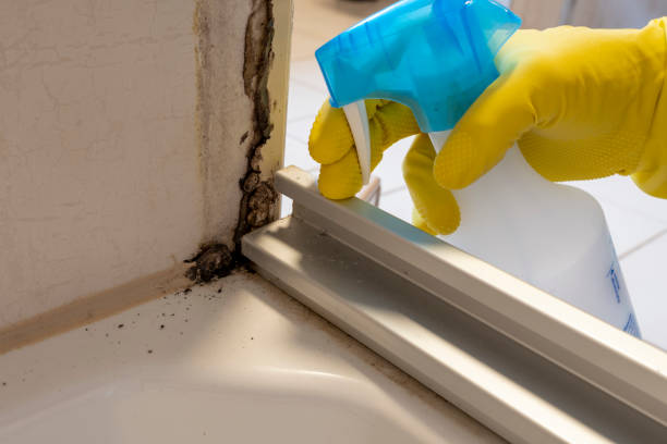 Best Certified Mold Removal  in Stewartville, AL