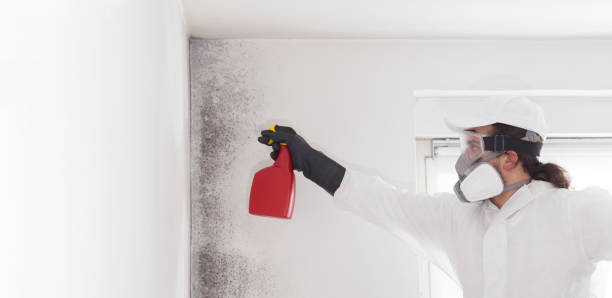 Best Toxic Mold Removal  in Stewartville, AL