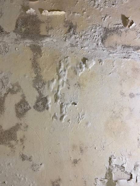 Best Best Mold Removal Companies  in Stewartville, AL