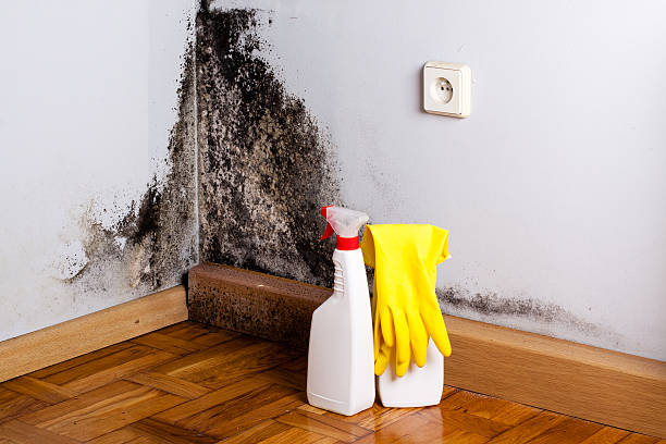 Best Black Mold Removal  in Stewartville, AL